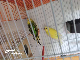  3 جوز حب شغال