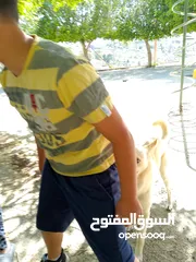  4 هوندا سيفيك للبيع او بدل