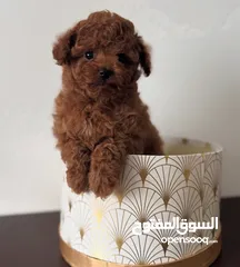  4 Toy Poodle - Tea Cup  ( puppy ) - Female