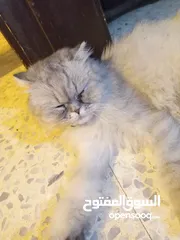  10 قطه هملايا انثى