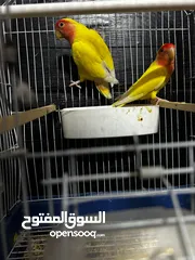  5 جوز روز لاتينو عين حمرة قابل للبدل تحتهم اربع بيضات مع قفص جديد وكوخ كبير جديد موجودات بالهاشمية