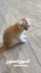  13 Golden and blue folded Scottish cat  جولدين سكوتش فولد عمر ثلاث شهور مستوى خارق