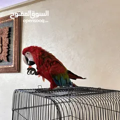  5 كاسكو مكاو كوكاتو امزون