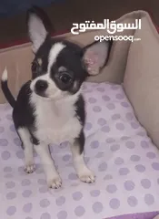  3 Chihuahua puppies