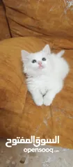  1 قطة انثى للبيع بسعر رمزي