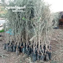  30 جميع الاشجار وتنسيق الحدائق