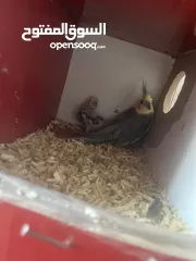  1 جوز كوكتيل ازيبلا تحتو فرخ للبيع