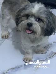  3 كلب شيتزو للبيع