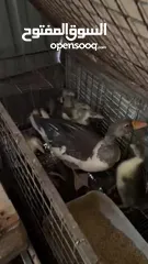  10 مجموعه طيور للبيع