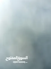  1 مطلوب مهره عمر 4 او 5 أشهر