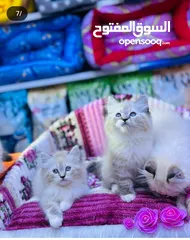  11 السلام وعليكم قطط هملاية ام مع بناتها 4 وهي ال5 العمر الزغار 3 اشهر الوحدة الزغيرة سعرهة 75