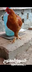  6 مجموعة طيور دجاج باكستاني ميوالي العدد 4  ودجاج دياكه الكوشن  العدد 2 وديك باكستاني ودجاجه باكستانيه