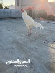  6 اللبيع  ديك