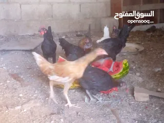  3 فرخات للبيع