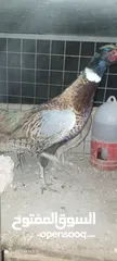  1 متاح طقم. فازنت للبيع او للبدل