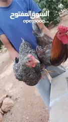  1 موجود دجاج بلدي بياض   عدد 42 و9 ديوك  مطلوب بالكوم 6 نقا 6.5