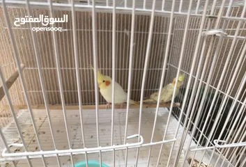  2 Birds for Sale