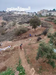  3 زبلة غنم سماد طبيعي للاشجار، زبلة ناعمه جدا مثل البودره