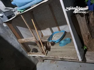  11 قفص مستعمل يدوي متر ونصف في 80 سم.................................................................