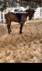  1 Arabian\ Australian horse. Beauty horse