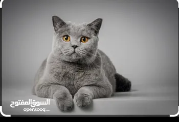  1 Loving British Shorthair Cat “Russia” Seeks Forever Home FREE