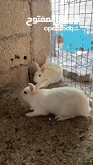  3 جوز ارانب بلدي مع ولادهم