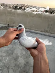  1 طيوور حمام للبيع بسعر مناسب تنظيف سطح