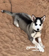  3 كلاب هاسكي انثى و ذكر