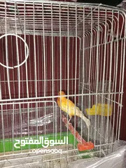  4 طواير كنار عدد 2 معبيات فل عالذكر مباشره