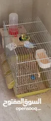  4 جوز حب ما شاء الله