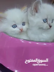  26 قطط  هملاية و شرازي  مستوى علي