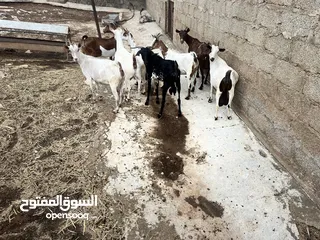  1 غنم صلاليات