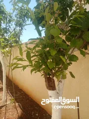  18 كافة الخدمات والأعمال الزراعية بأحدث الطرق العلمية