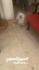  2 كلبه مالتيز نضيفه للبيع أو للبدل بتلفون آيفون