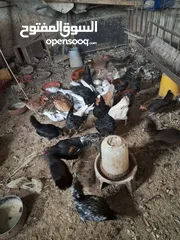  1 دجاج بلدي وديوك بلدي للبيع