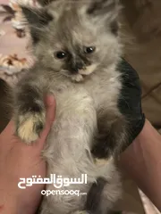  2 قطة هامالايا للبيع