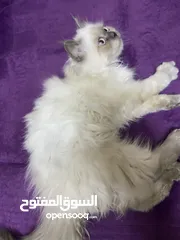  2 هملايا عمر 5 اشهر
