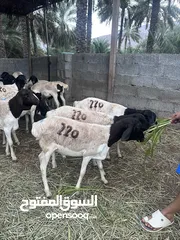  2 كباش صومالية مطعومة