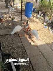  3 حبشتين بياضات بالصلاه على النبي