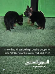  3 تدريب كلاب مقابل الحصه training dogs center