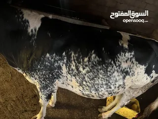  6 بقره للبيع سمينة تصلح للذبح