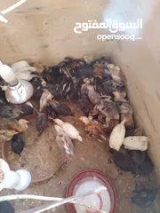  3 صيصان بلدي و لوهمان للبيع