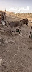  3 حمارات للبيع