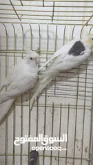  13 مزرعه طيور مميزة