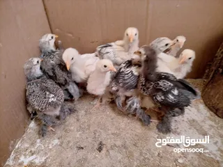  4 صيصان براهمي. عمر  شهر 5 ايام