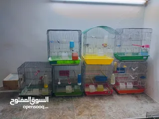  1 اقفاص واغراضهم
