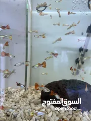  8 اسماك زينة ومفترسة باشكال واحجام ولا اجمل