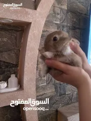  6 ارانب بلدي الاصلي بئقل السعار سعر حرق نارررررر