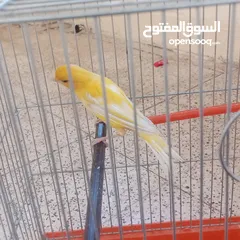  5 عصافير كناري
