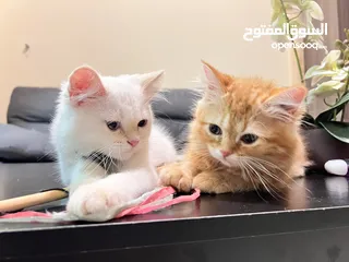  17 Cute Persian kittens